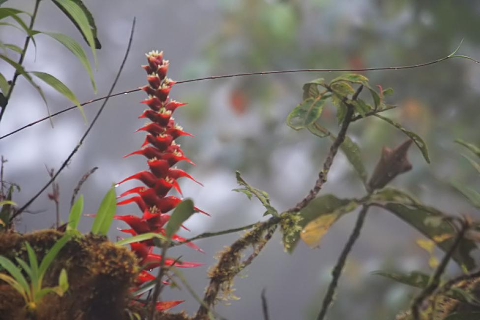 Diversidad vegetal